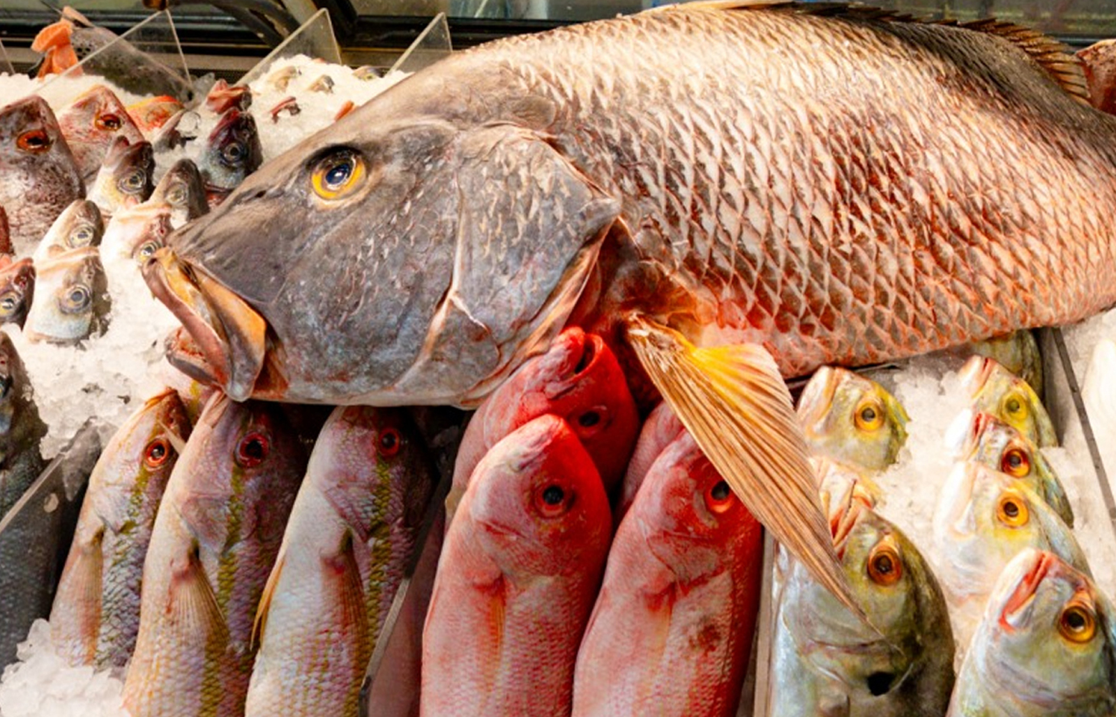 Fresh Fish, Don’t Compromise