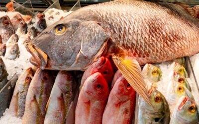 Los mejores pescados que deberías comprar en una pescadería local en Hollywood, Florida.