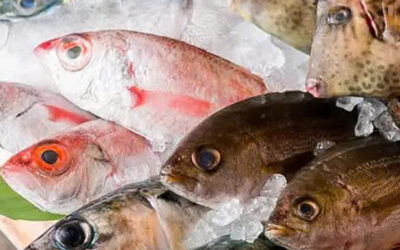 Mañana vs. Tarde: Mejor momento para visitar una pescadería en Hollywood, Florida.