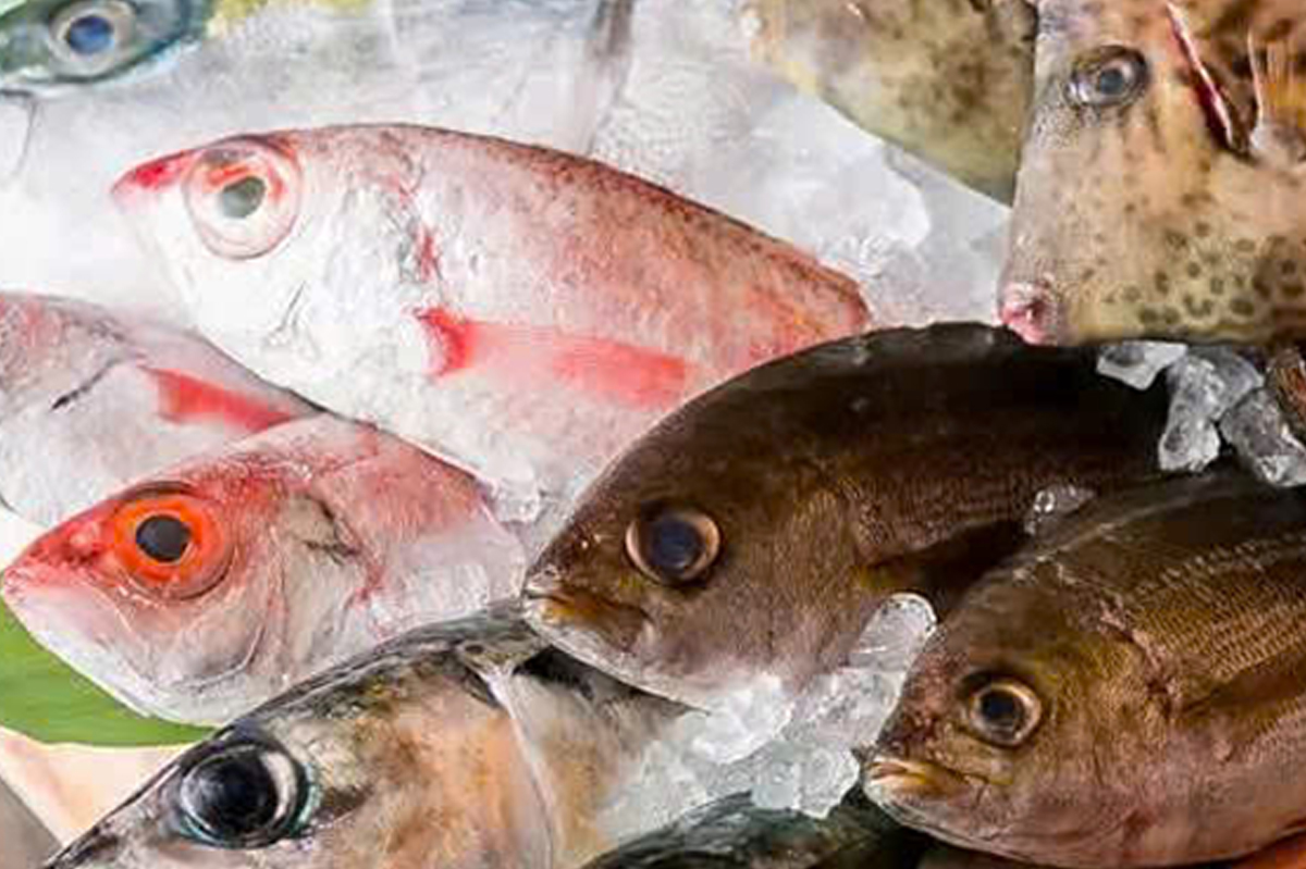 fresh catch timing Florida