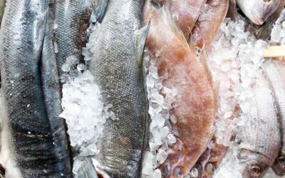 Cómo almacenar pescado fresco de una pescadería de Hollywood, Florida: una guía completa